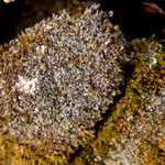 Lecanora leptacinella