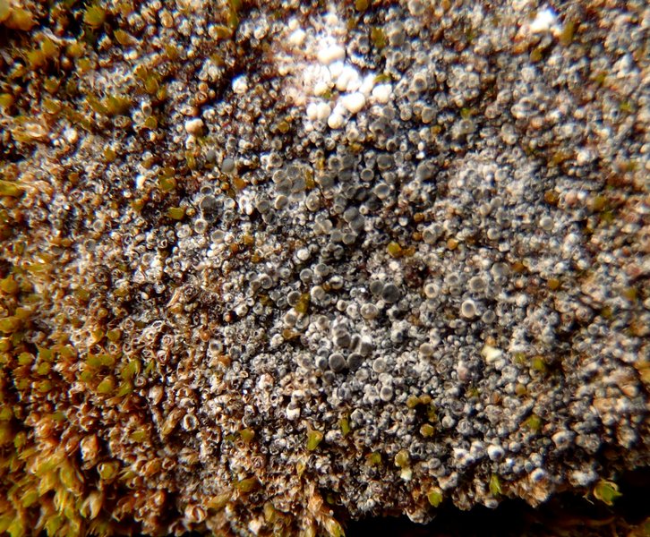 Lecanora leptacinella