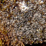 Lecanora leptacinella