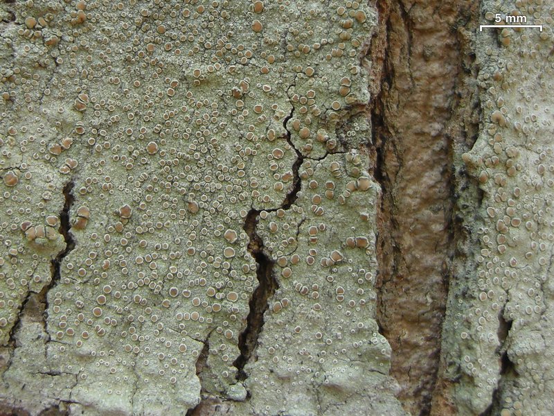 Lecanora louisianae