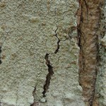 Lecanora louisianae