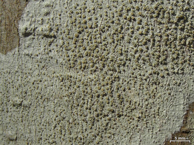 Lecanora louisianae