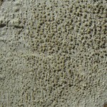 Lecanora louisianae
