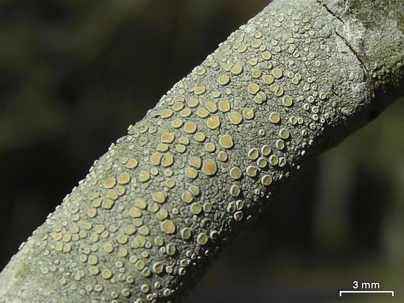 Lecanora louisianae