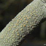 Lecanora louisianae
