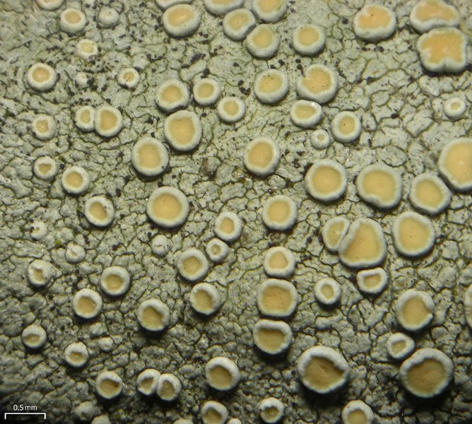 Lecanora louisianae