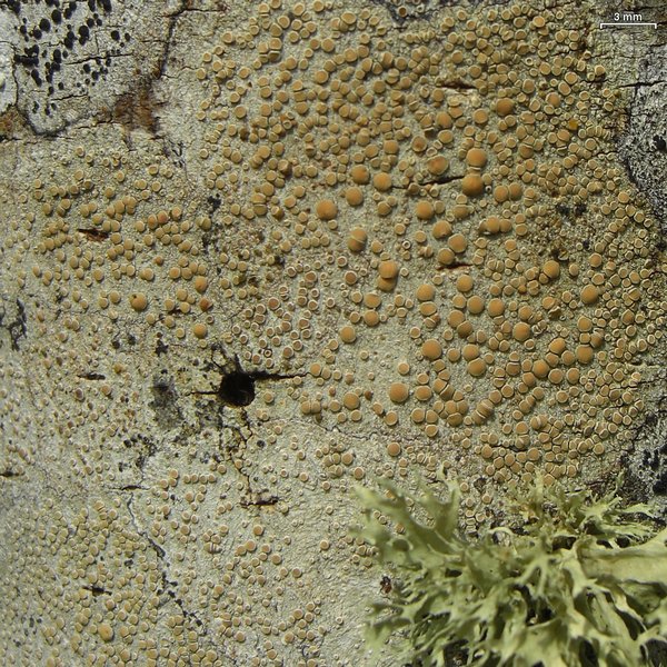 Lecanora louisianae