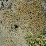 Lecanora louisianae