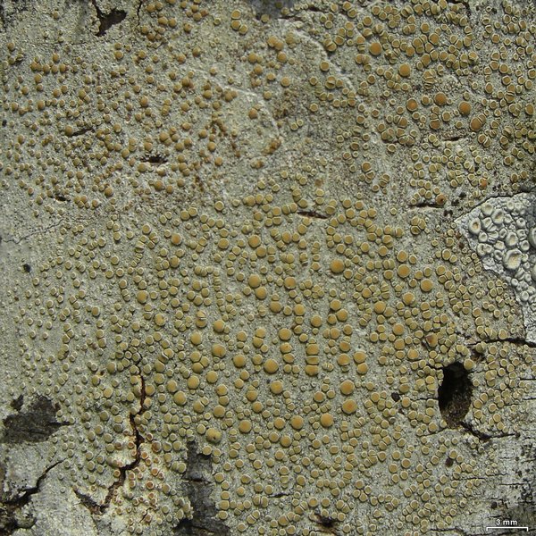 Lecanora louisianae