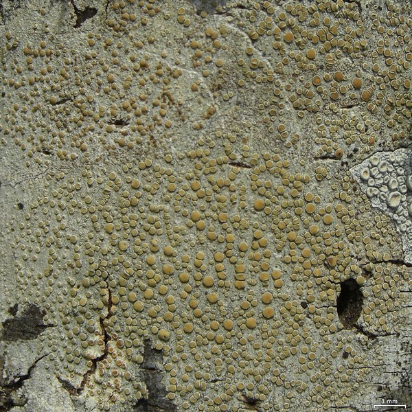 Lecanora louisianae