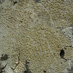 Lecanora louisianae