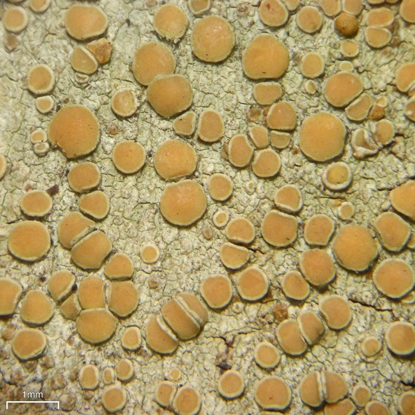 Lecanora louisianae