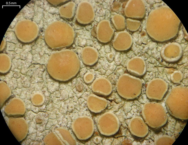 Lecanora louisianae