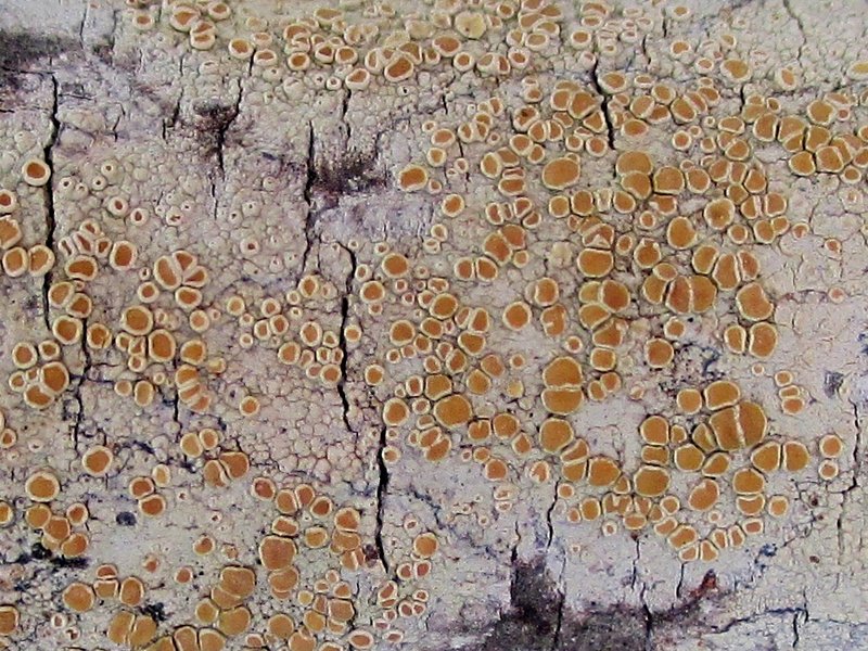 Lecanora louisianae