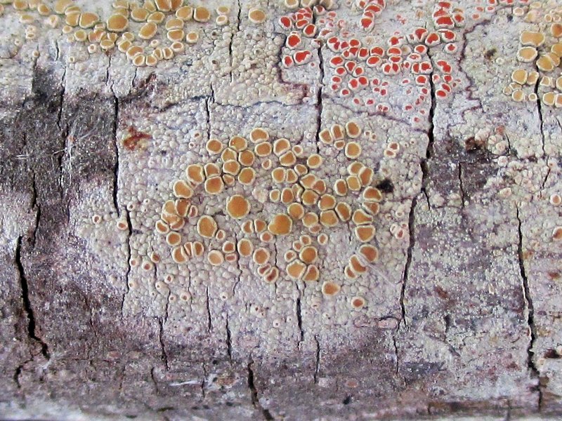 Lecanora louisianae