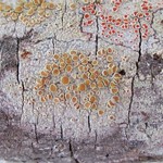 Lecanora louisianae