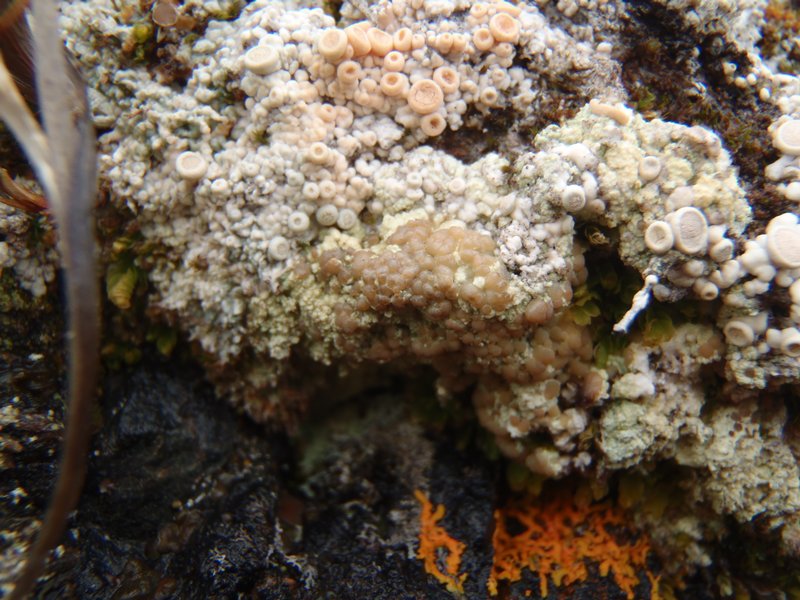 Lecanora luteovernalis