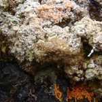 Lecanora luteovernalis