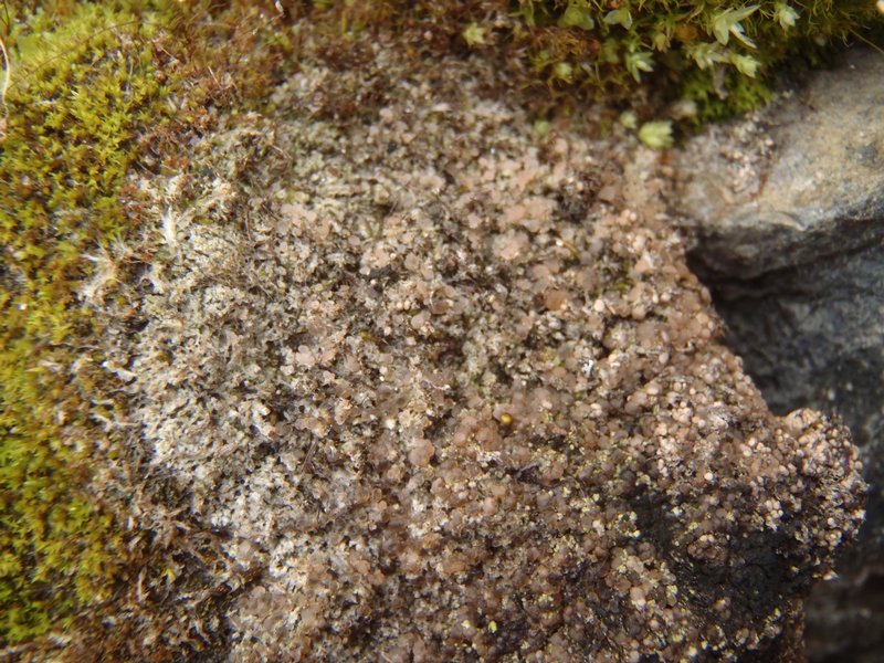 Lecanora luteovernalis
