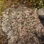 Lecanora luteovernalis