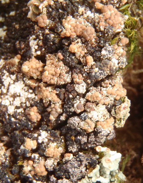 Lecanora luteovernalis
