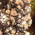 Lecanora luteovernalis