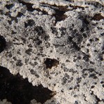 Lecanora marginata