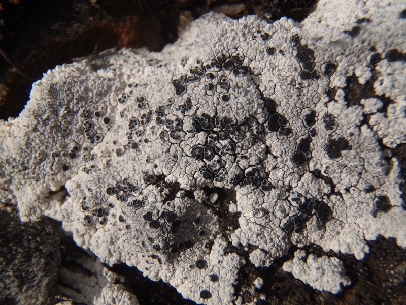 Lecanora marginata