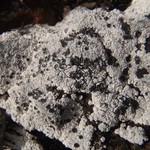 Lecanora marginata