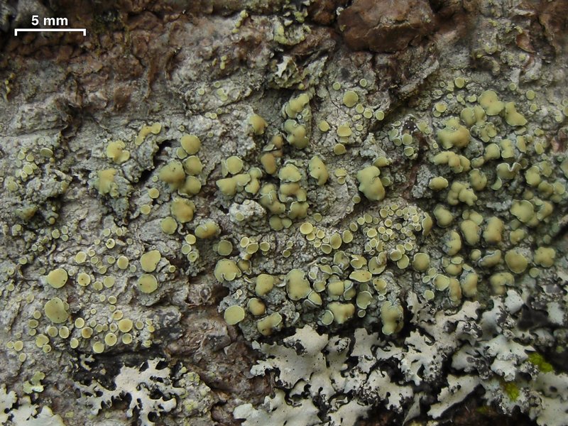 Lecanora masana