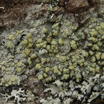 Lecanora masana