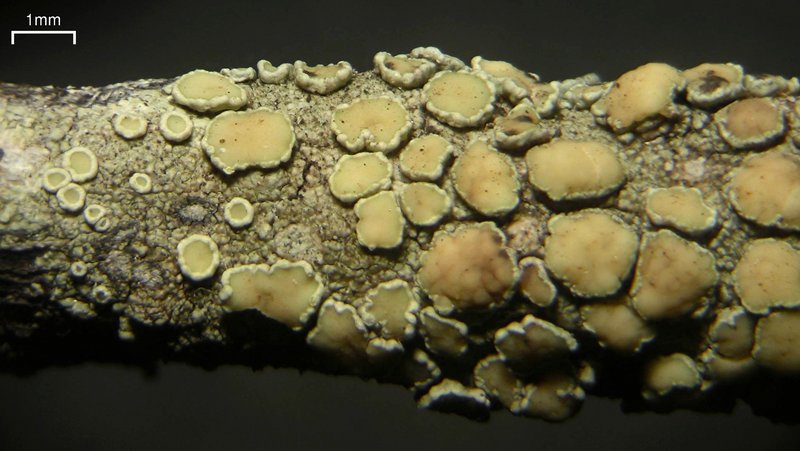 Lecanora masana