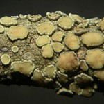 Lecanora masana