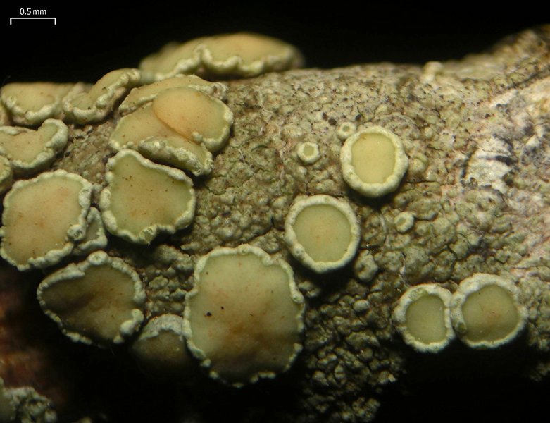 Lecanora masana