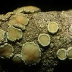 Lecanora masana