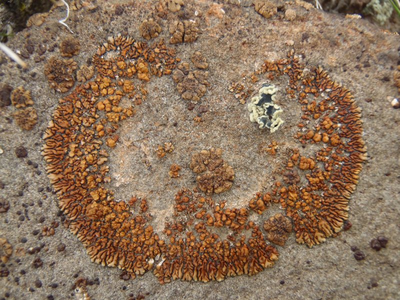 Lecanora mellea