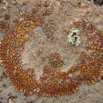 Lecanora mellea