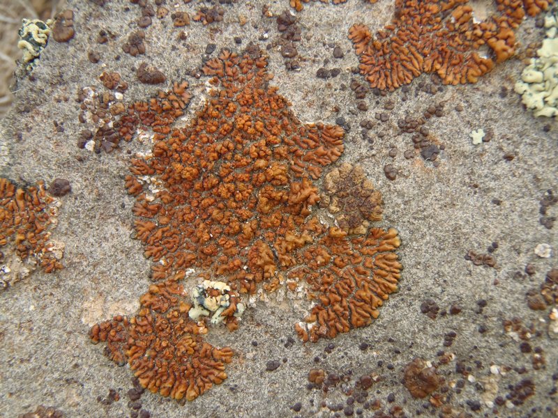 Lecanora mellea