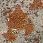 Lecanora mellea