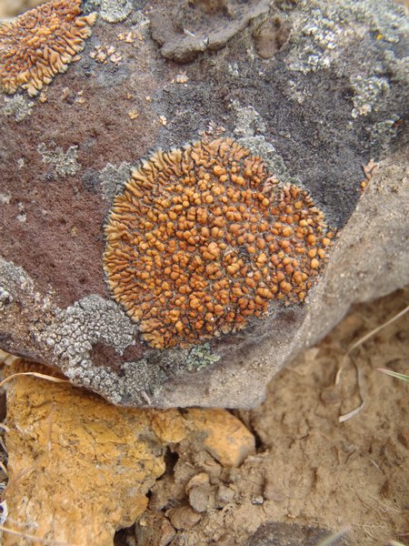 Lecanora mellea