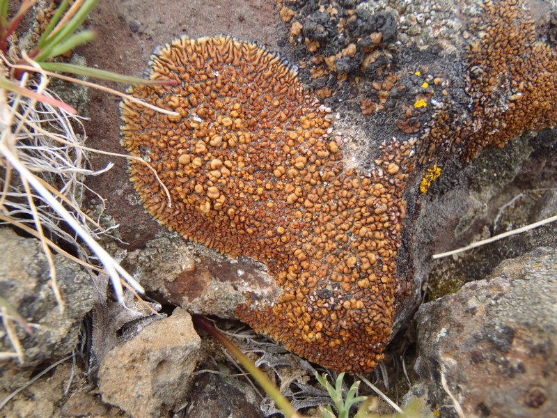 Lecanora mellea