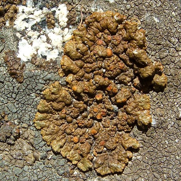 Lecanora mellea