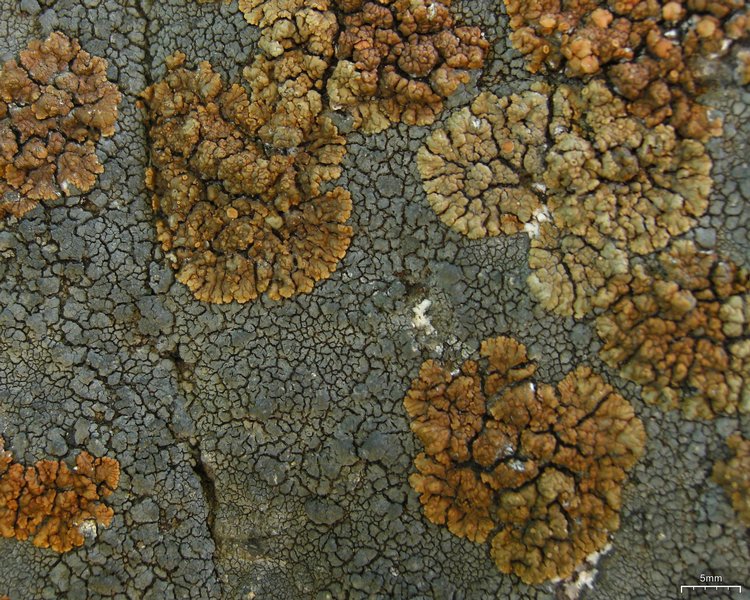 Lecanora mellea