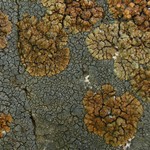 Lecanora mellea