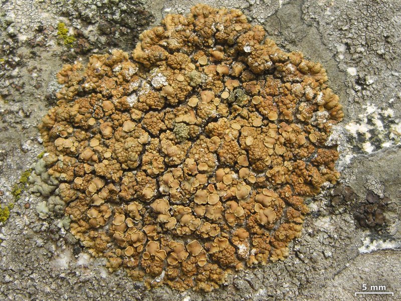 Lecanora mellea