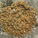 Lecanora mellea