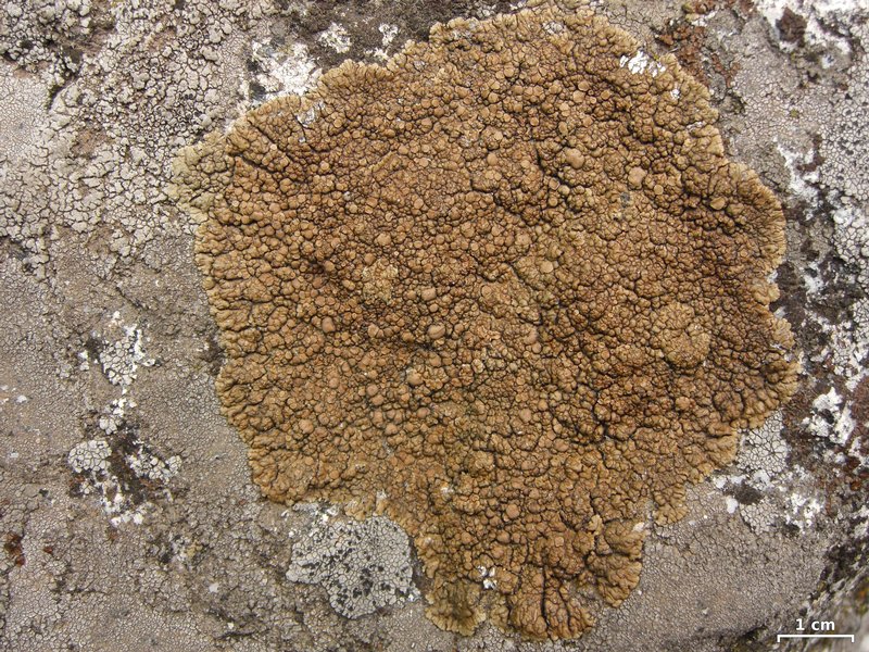 Lecanora mellea