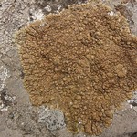 Lecanora mellea