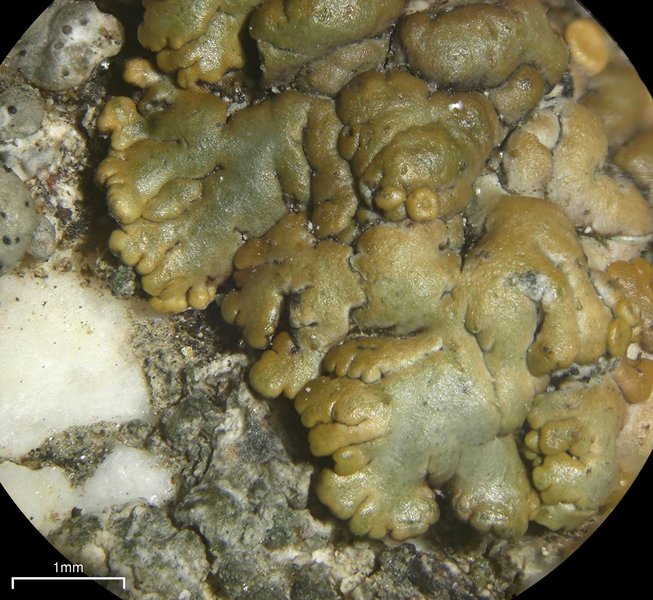 Lecanora mellea
