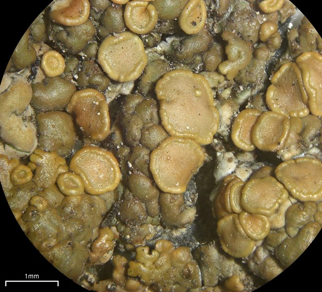 Lecanora mellea